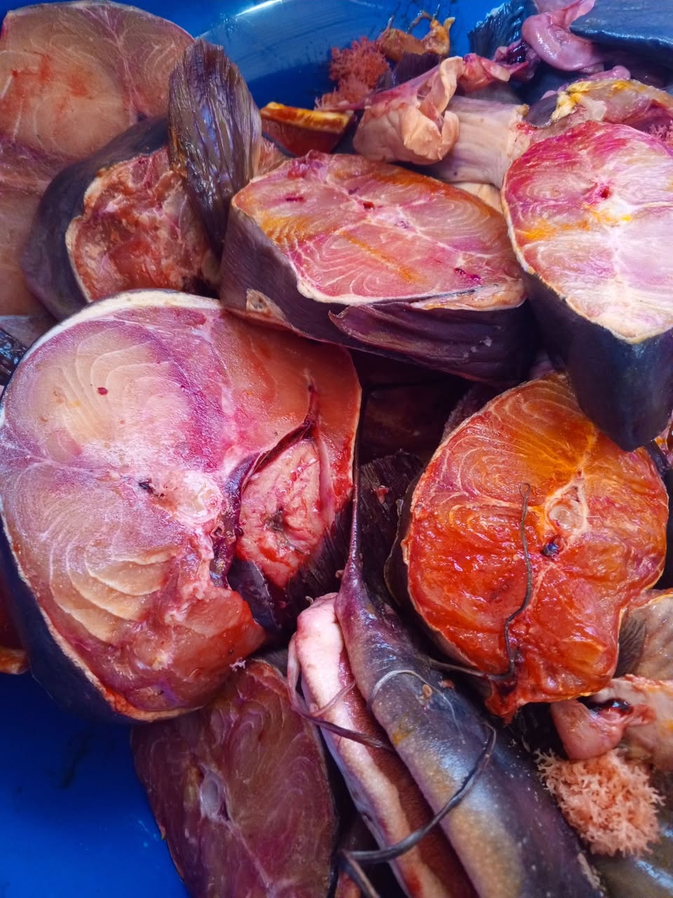Big catfish cleaned and cut into cooking pieces
