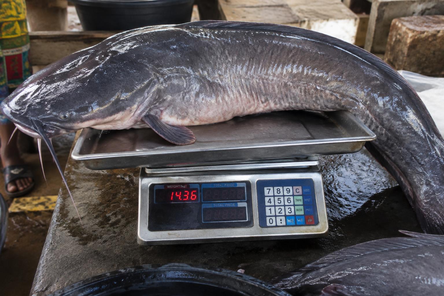 Fresh live catfish being weighed on a digital scale at a Nigerian fish farm