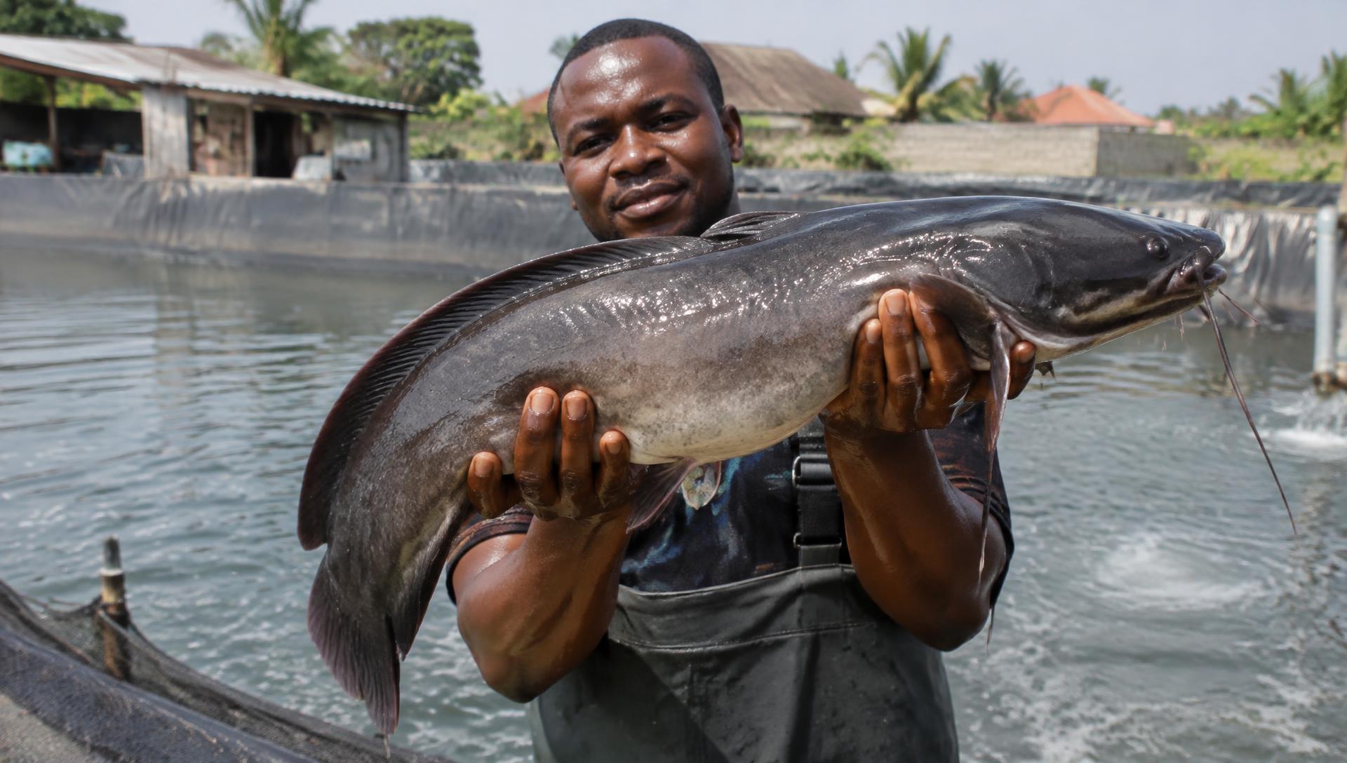 Nigerian fish farmer holding a large fresh catfish over a farm pond at sunrise